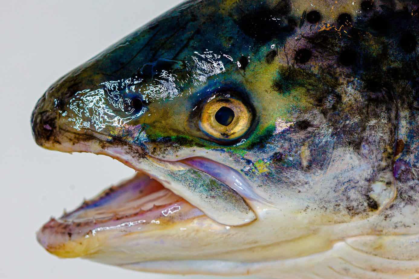 46 Worst Looking Food People Eat Around The World